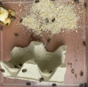 Karaczan argentyński wylęg do 1 cm cm 50 szt hydrożel gratis Dubia