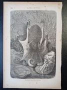 Piękna oryginalna litografia XIX - XX w. - Ośmiornica 1