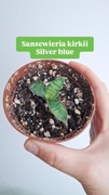 Sansewieria sanseviria kirkii silver blue roślina wężownica unikat
