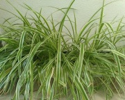 Roślin Zielistka 30 szt.-> Darmowa wysyłka 