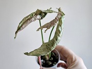 Syngonium Pink Rolli kolekcjonerskie szczyt 4 liście 