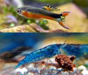 Piękne gupiki neonkowe 10x krewetki niebieskie 10x