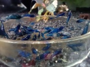 Krewetki Blue Diamond 10+1