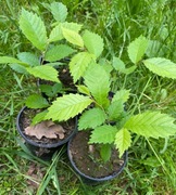 Wiąz szypułkowy, limak, sadzonki