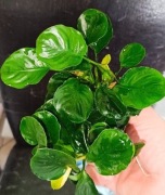 Anubias Coin okrągłe listki jak moneta ANUBIAS COIN piękny