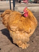 Jaja lęgowe Kochin Olbrzymi