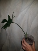 Philodendron  filodendron Floryda florida 