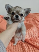 CHIHUAHUA super suczka  szczeniak prawdziwy rodowód  ZKwP (FCI) pies mini 