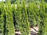 Tuja Smaragd 170-180 cm (szmaragd Kraków)