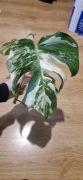 Monstera variegata 