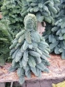 Choinka z jodły nobilis   30 cm