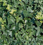 Bluszcz Pospolity Hedera helix