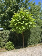 Katalpa surmia nasiona 300sztuk