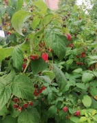 Sadzonki malin z własnego ogrodu 10szt.