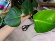 monstera deliciosa #2