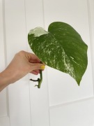 Monstera Variegata sadzonka