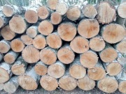 Brzoza, opał, drewno kominkowe