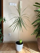 Dracena 105 cm, kwiatek doniczkowy, Białystok - odbiór osobisty