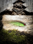 Streamer okoniowy 6/7CM