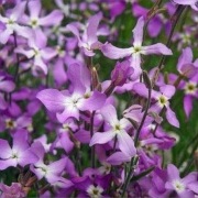 Maciejka - intensywny, przyjemny zapach 