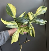 Philodendron Florida Beauty - pędówka