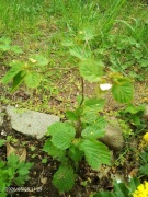 Orzech laskowy sadzonka 