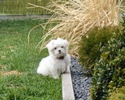 Maltańczy malutka sunia