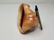 Duża muszla ozdobna Casis Rufa ok 15,5cm na półkę lub do akwarium