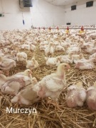 Brojlery kurczaki 4 tygodniowe 