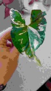 Syngonium Emerald Gem