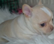 CHIHUAHUA PIĘKNY PIESEK 