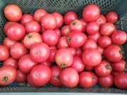 Pomidor  Malinowy   nasiona 