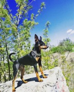 Reproduktor Pinczer miniaturowy 