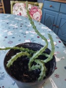 Orbea Variegata Stapelia sadzonka 