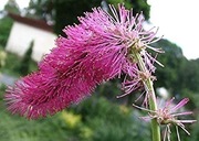 Sanguisorba obtusa -KRWIŚCIĄG różowy 20n
