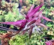 Polygonum sp. Sao Paulo– Sadzonka z hodowli podwodnej min 10 cm