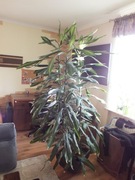 wielka DRACENA FRAGRANS WONNA  230cm roślina doniczka , trzy odnogi kwiat