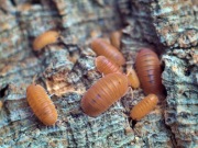 Ekipa sprzątająca do terrarium Isopody Cubaris murina mandarin 10szt