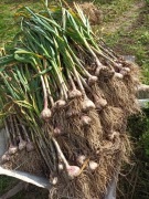 Czosnek Harnaś ekologiczny