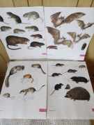 Ilustracje grafiki zwierzęta Vintage 