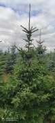 Picea Omorika Świerk Serbski 2m - 4m