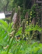 Traganek Mongolski Astragalus Membranaceus 200 n