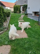 Owczarek szwajcarski 