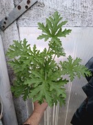 Pelargonia pachnącą geranium 