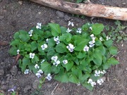 Fiołek motylkowy biało-fioletowy sadzonka