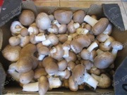 Pieczarki Grzybnia Podłoże XXL 3Faza