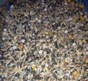 Karma dla drobiu wodnego 20kg