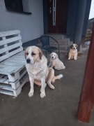 szczeniaki owczarek środkowoazjatycki pieski