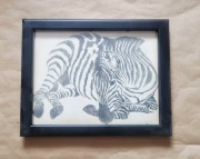 Obraz stara grafika obrazek rycina rysunek przyroda zwierzę zebra 