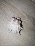 MUSZLA KOLEKCJONERSKA MAŁŻA SPONDYLUSA KOLCZASTA